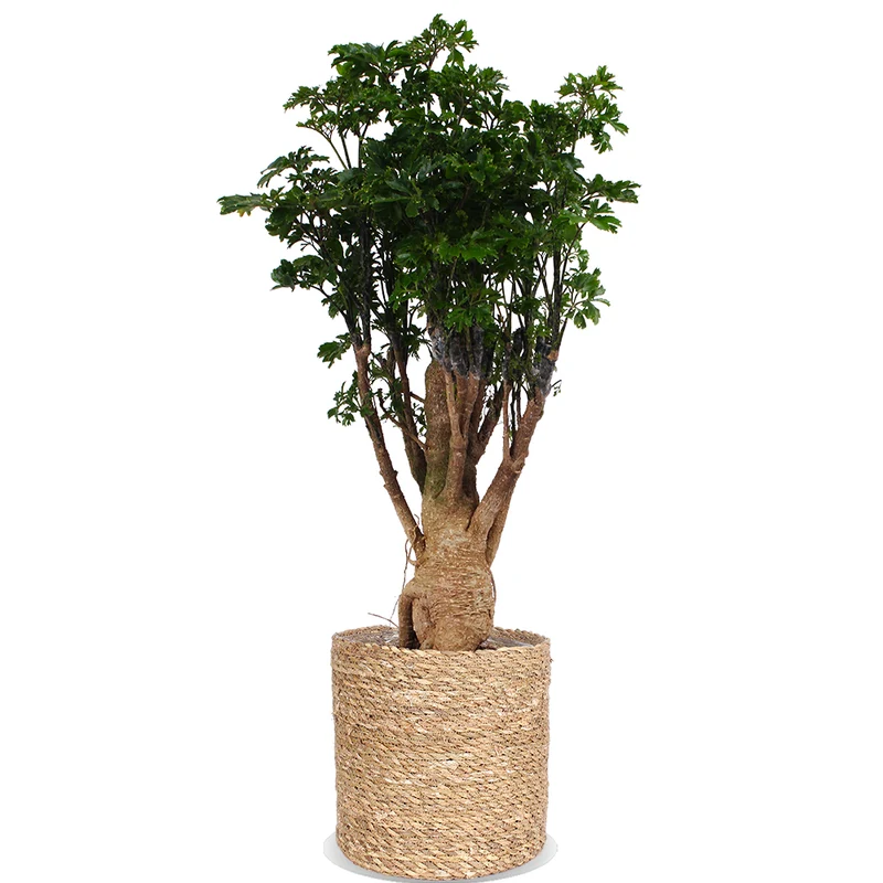 Polyscias parsley bonsai (Fiederaralie) (M)