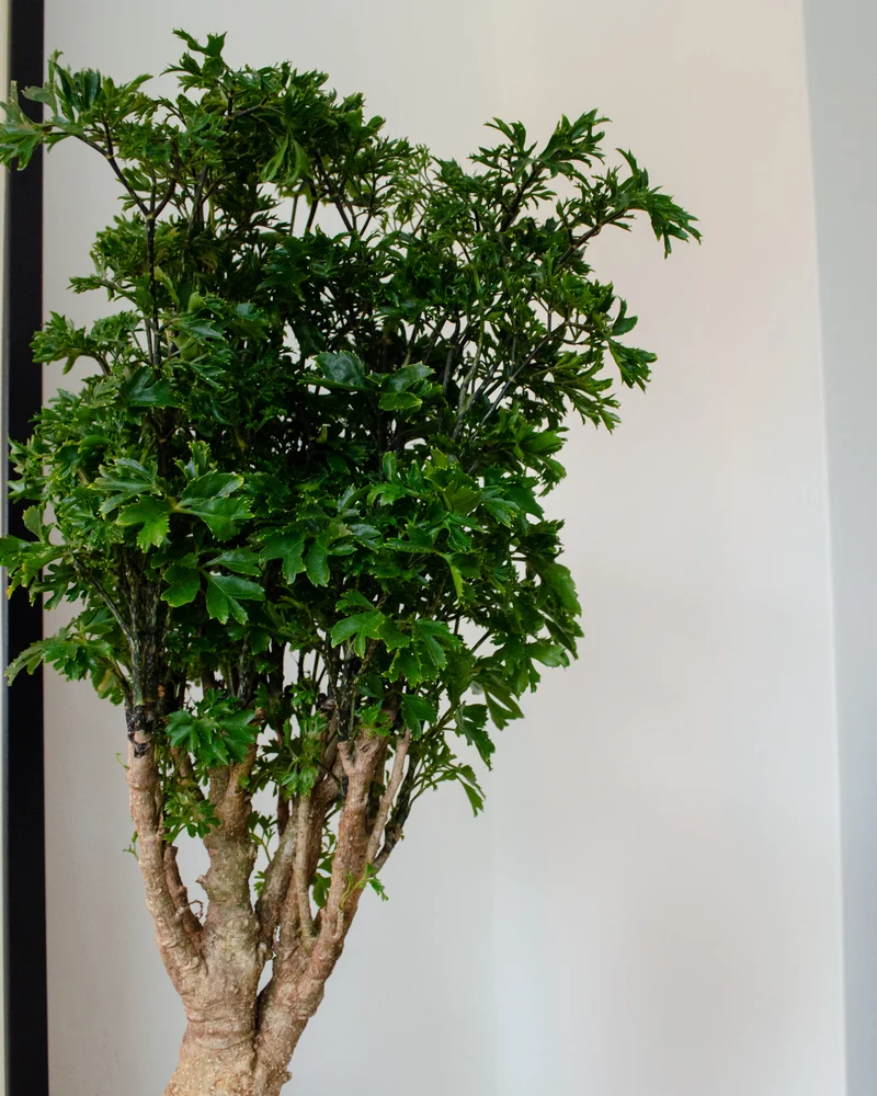 Polyscias parsley bonsai (Fiederaralie) (M)
