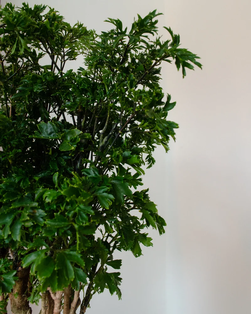 Polyscias parsley bonsai (Fiederaralie) (M)