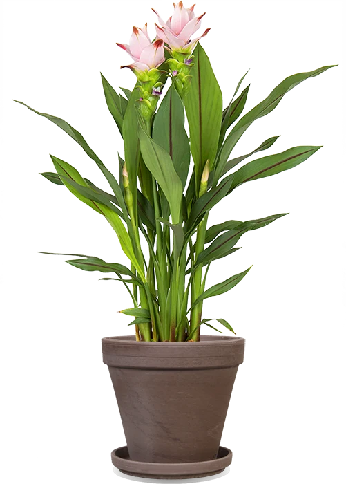 Kurkuma siam sweet (Siamesische Tulpe) (M)