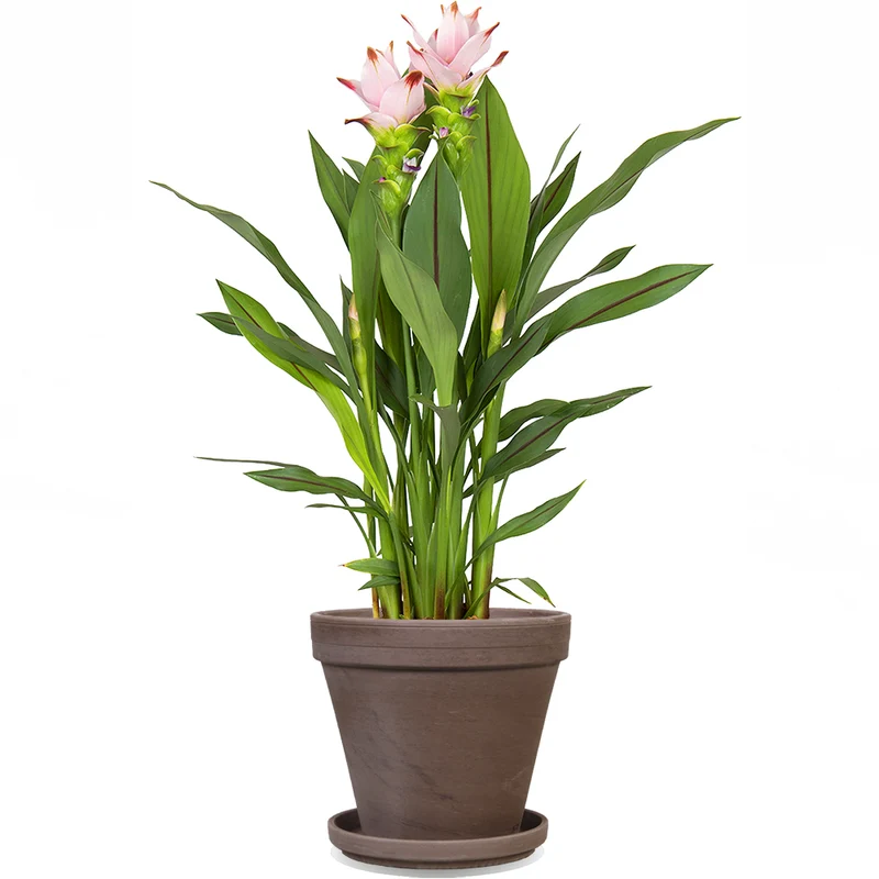 Kurkuma siam sweet (Siamesische Tulpe) (M)