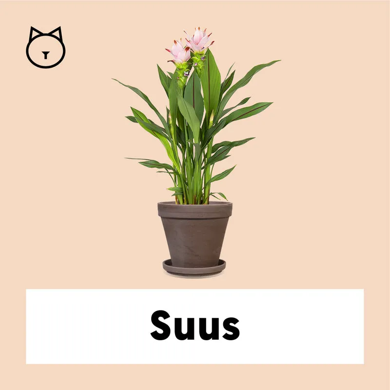 Kurkuma siam sweet (Siamesische Tulpe) (M)