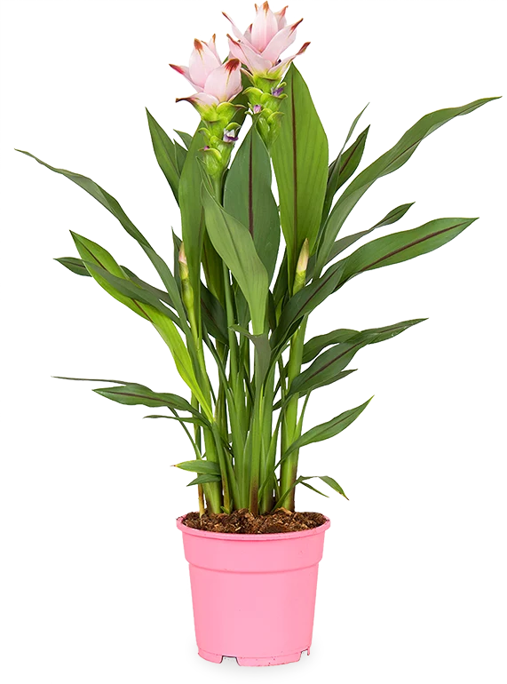 Kurkuma siam sweet (Siamesische Tulpe) (M)