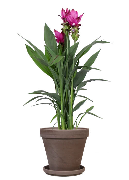 Kurkuma siam splash (Siamesische Tulpe) (M)