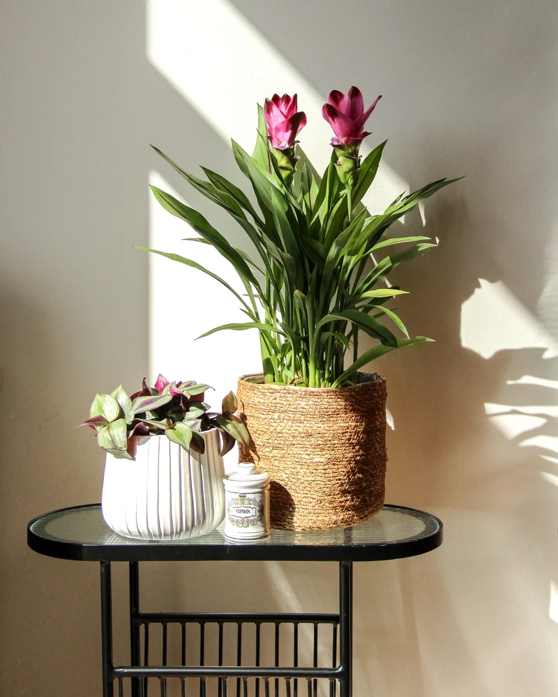 Kurkuma siam splash (Siamesische Tulpe) (M)