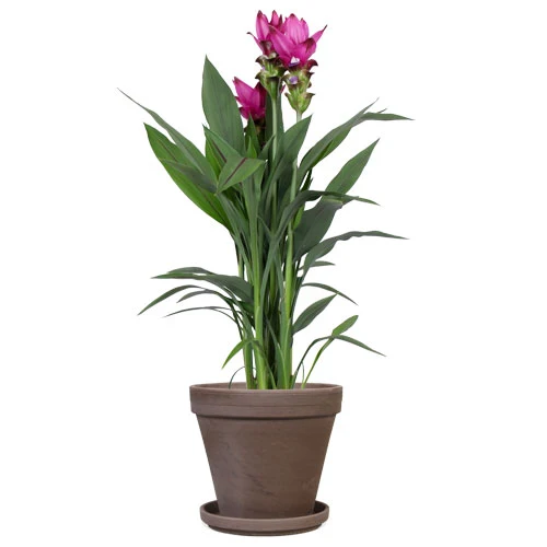 Kurkuma siam splash (Siamesische Tulpe) (M)