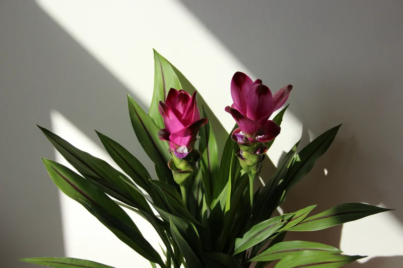 Kurkuma siam splash (Siamesische Tulpe) (M)