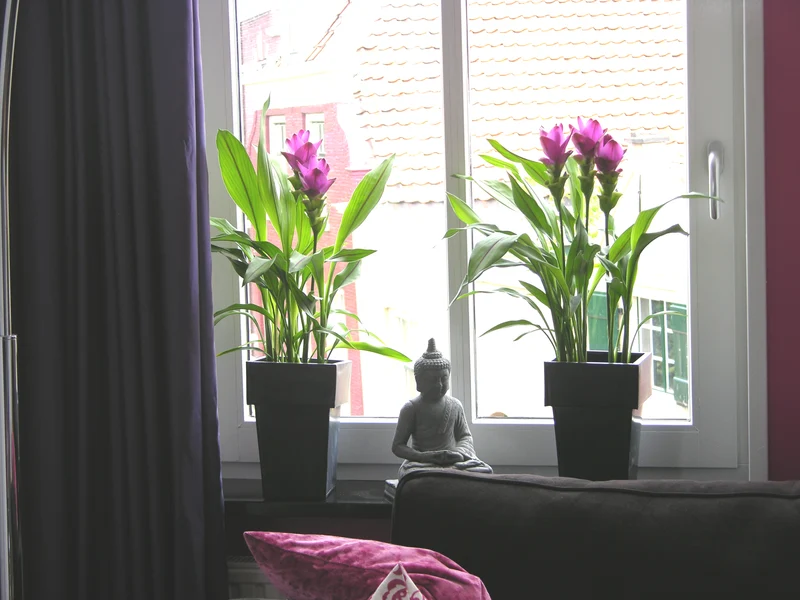 Kurkuma siam splash (Siamesische Tulpe) (M)