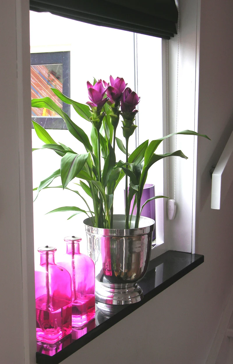 Kurkuma siam splash (Siamesische Tulpe) (M)