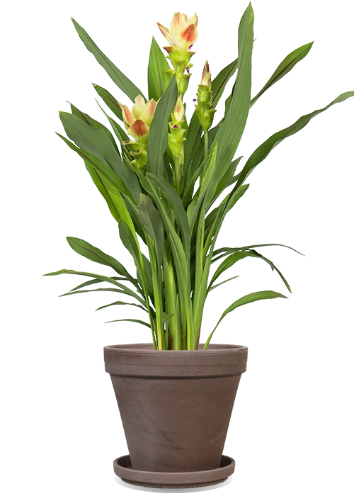 Kurkuma siam solar (Siamesische Tulpe) (M)