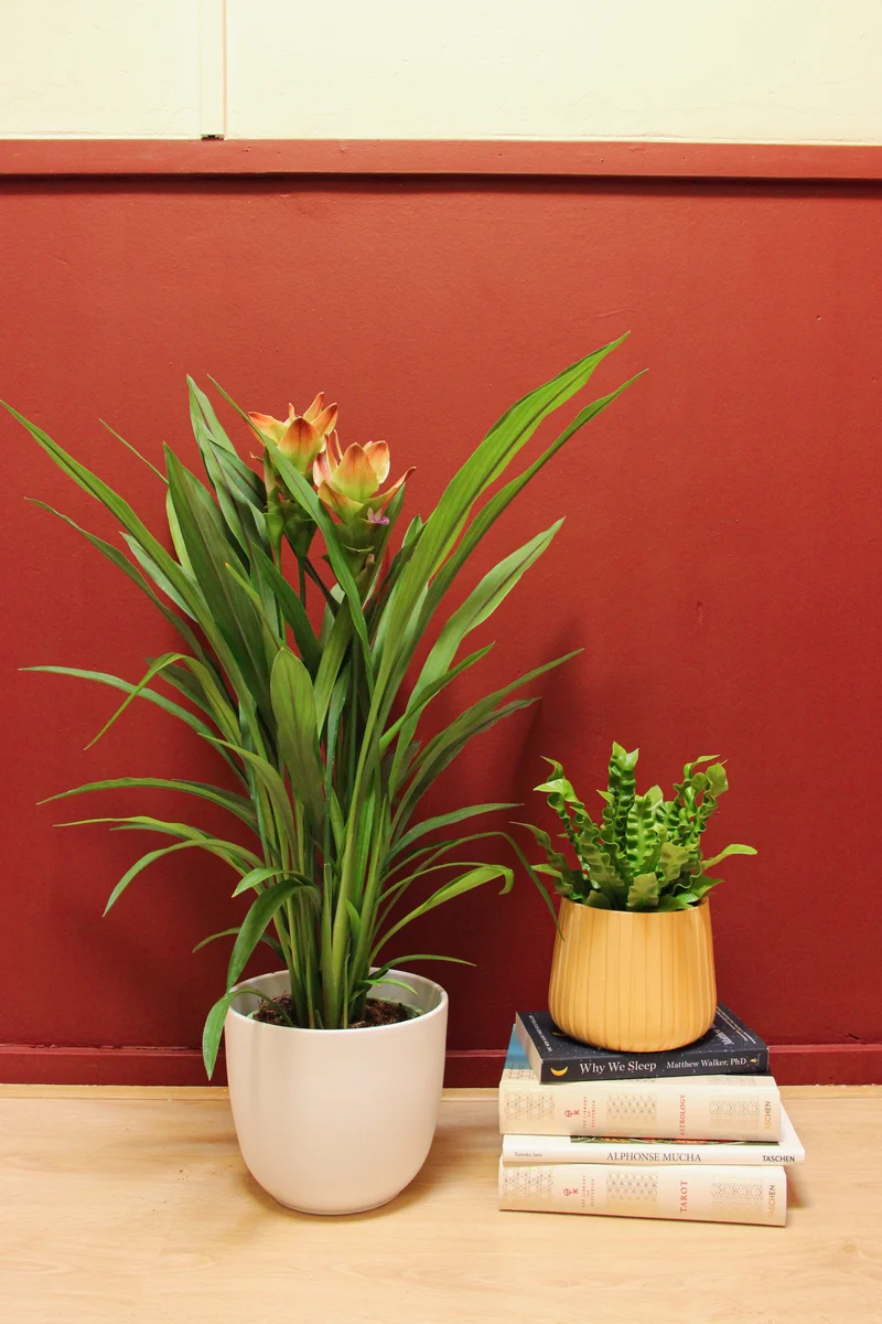 Kurkuma siam solar (Siamesische Tulpe) (M)
