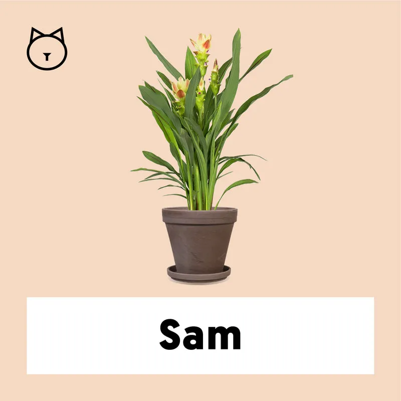 Kurkuma siam solar (Siamesische Tulpe) (M)
