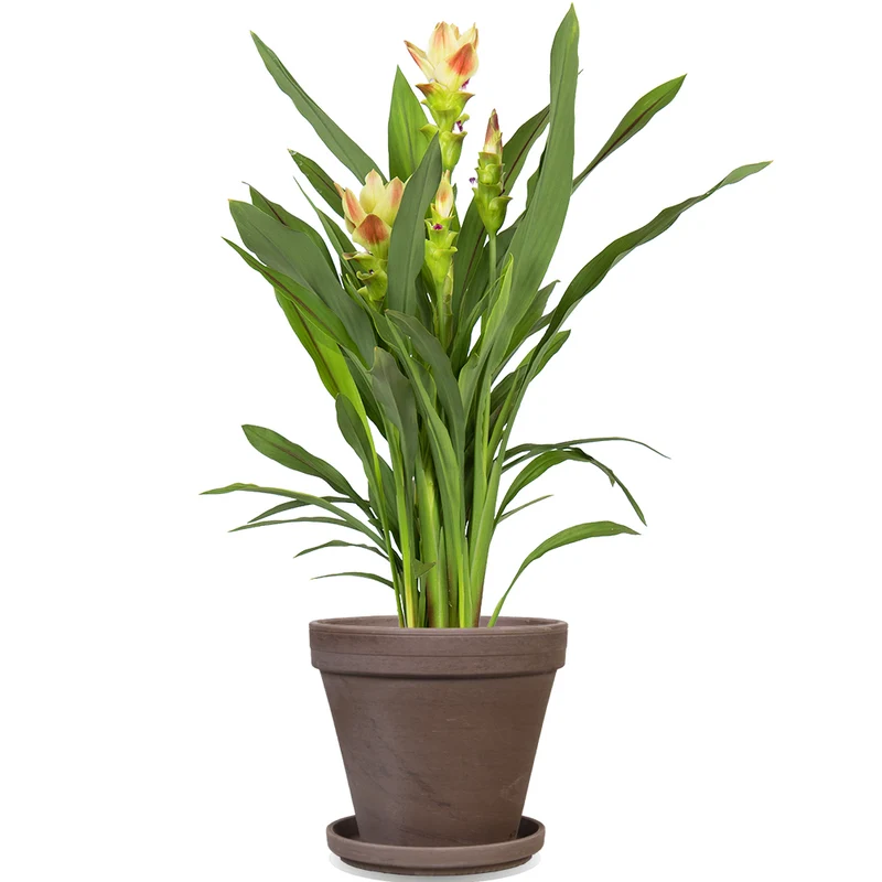 Kurkuma siam solar (Siamesische Tulpe) (M)