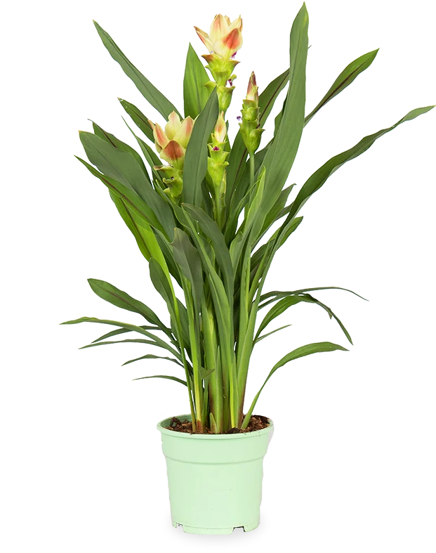 Kurkuma siam solar (Siamesische Tulpe) (M)