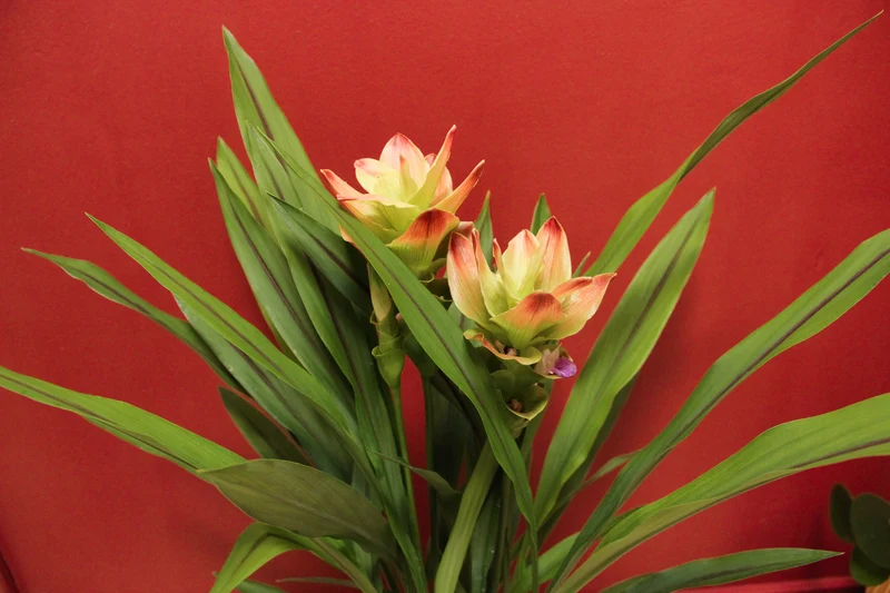 Kurkuma siam solar (Siamesische Tulpe) (M)