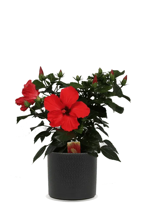 Hibiskus volcano (Eibisch) (S)
