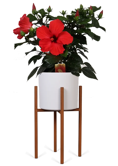 Hibiskus volcano (Eibisch) (S)