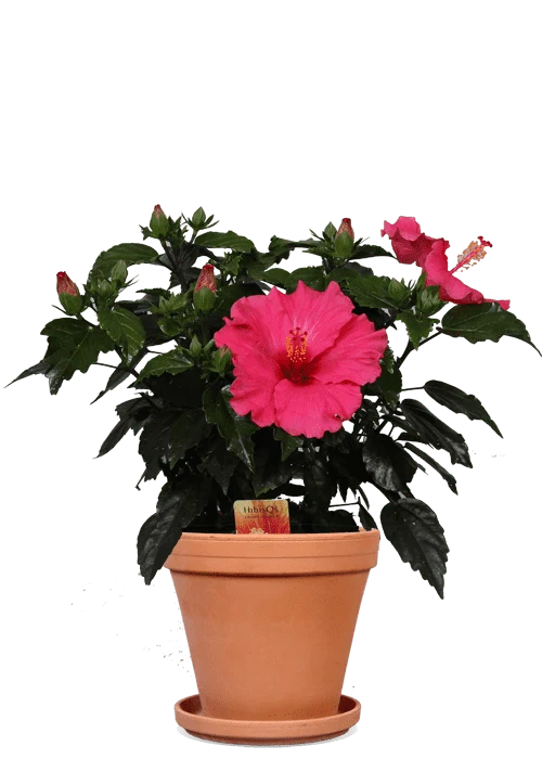 Hibiskus adonicus (Eibisch) (S)