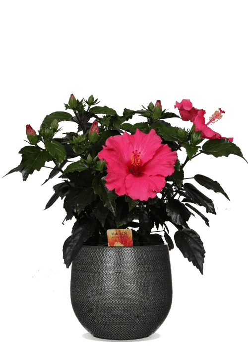 Hibiskus adonicus (Eibisch) (S)