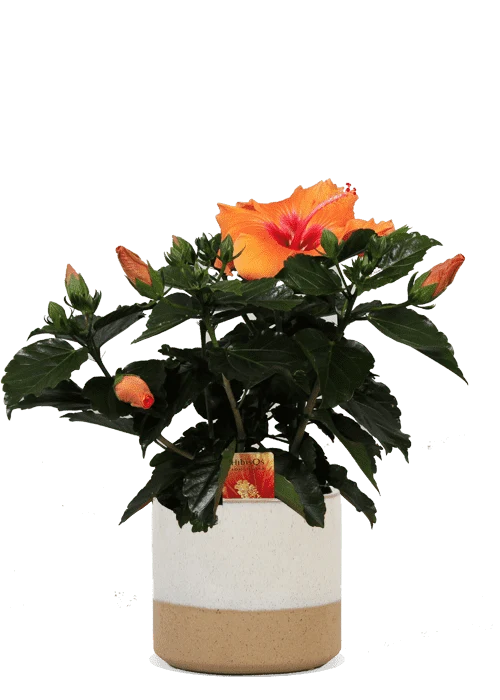 Hibiskus adonicus (Eibisch) (S)