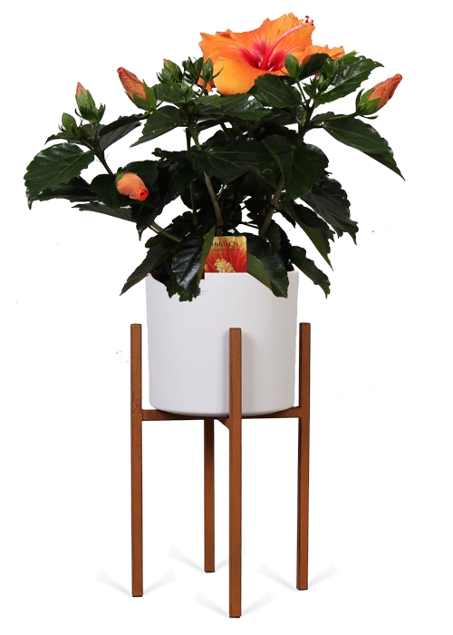 Hibiskus adonicus (Eibisch) (S)
