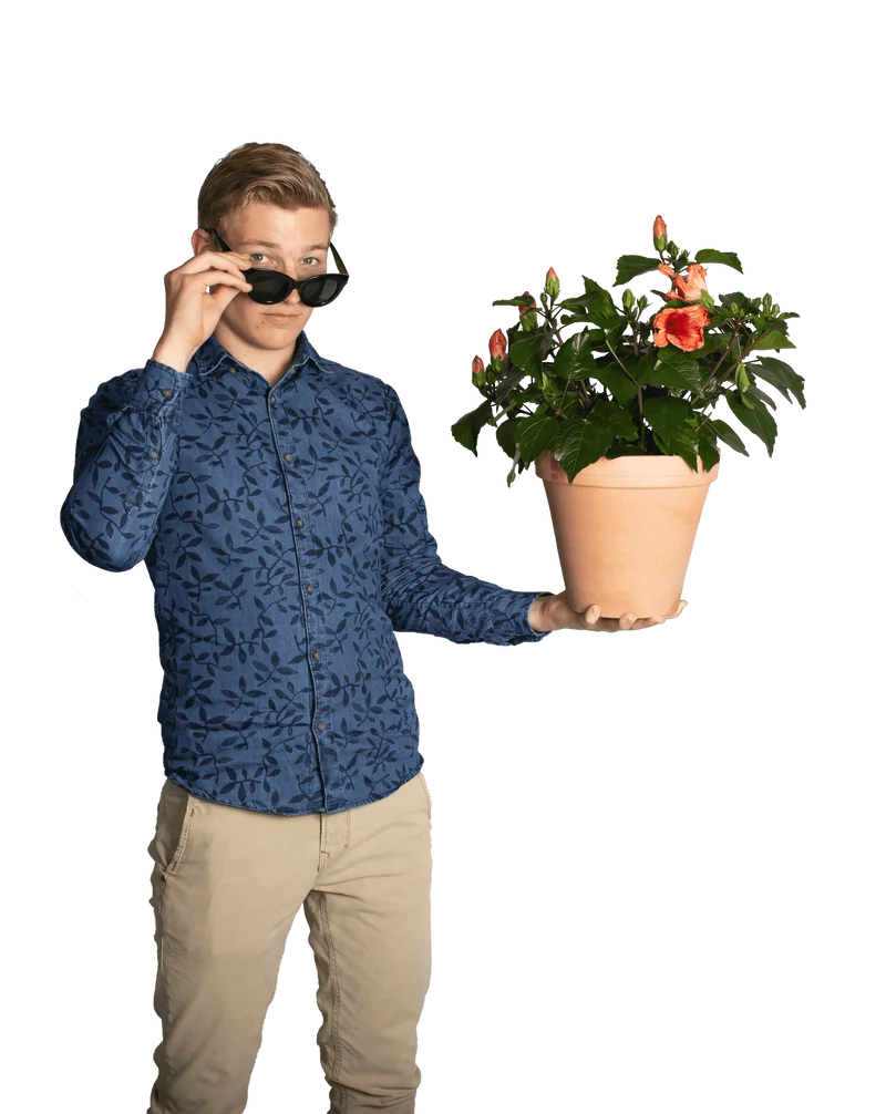 Hibiskus adonicus (Eibisch) (S)