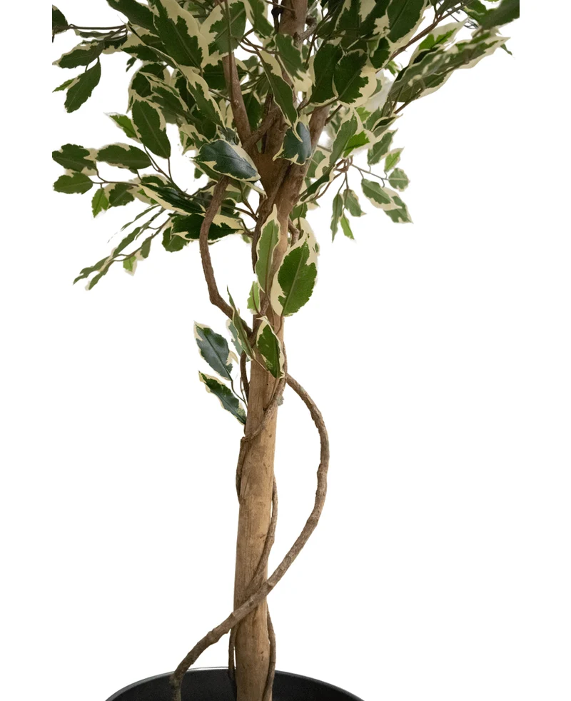 Kunstplant Ficus Exotica 165 cm