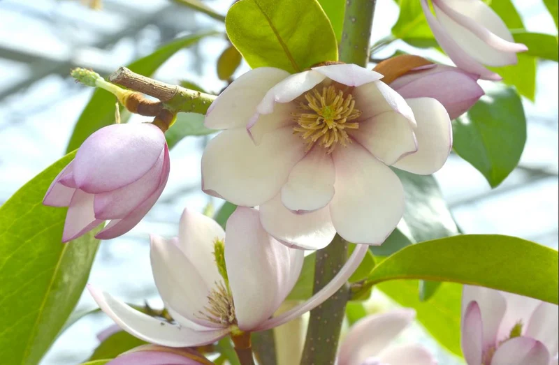 Michelia "fairy magnolia cream" (Magnolie) (S)