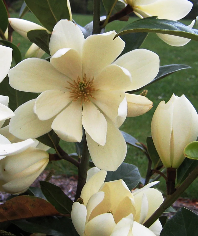 Michelia "fairy magnolia cream" (Magnolie) (S)