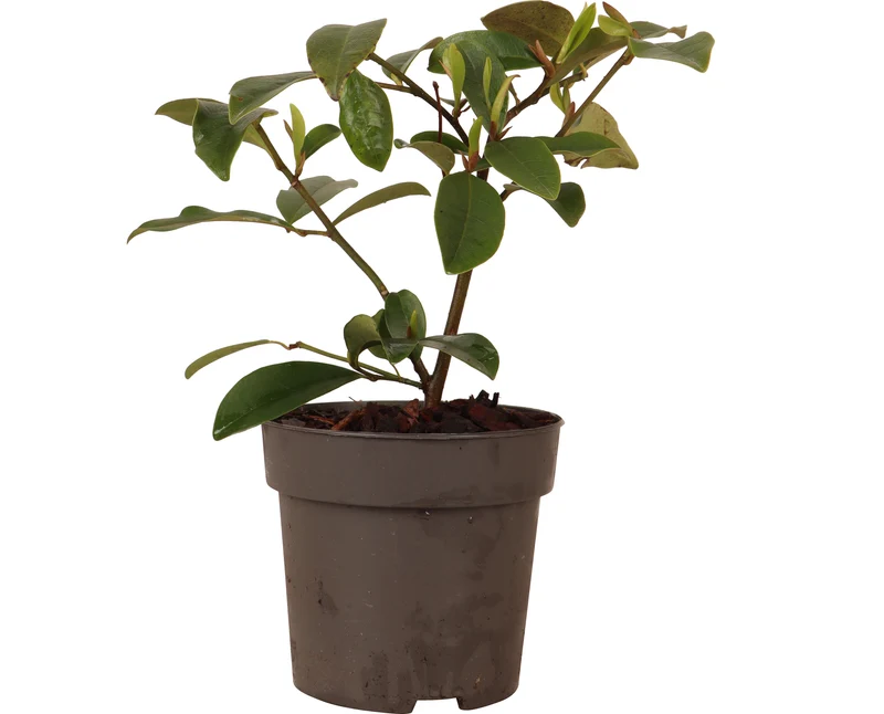Michelia "fairy magnolia cream" (Magnolie) (S)
