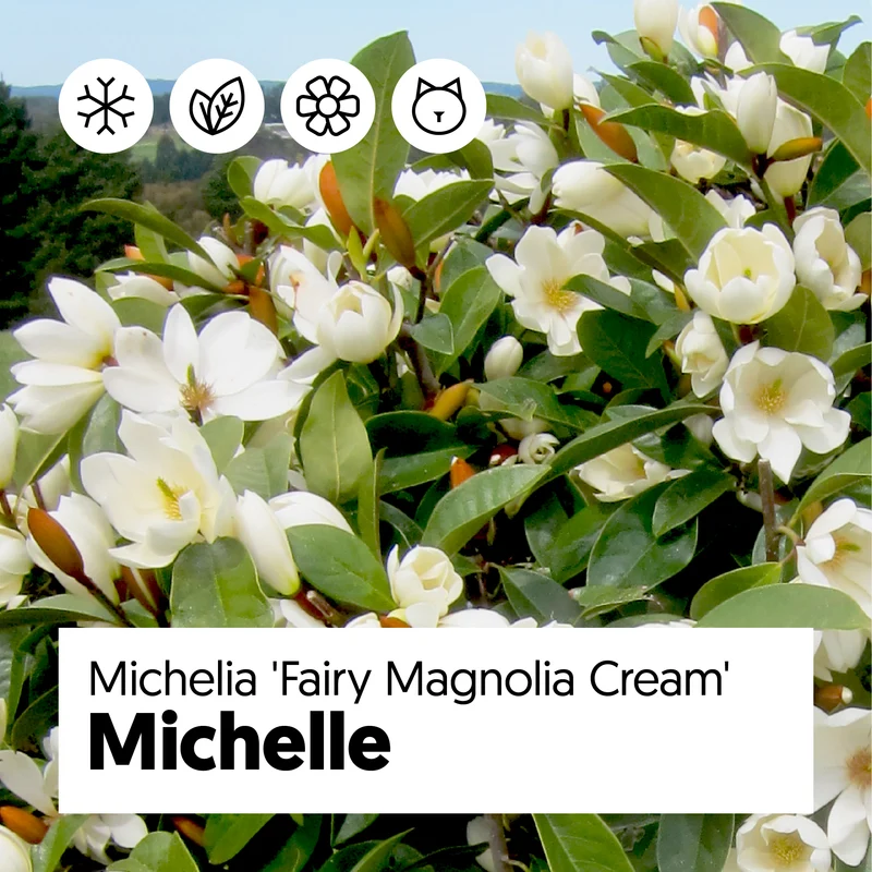 Michelia "fairy magnolia cream" (Magnolie) (S)