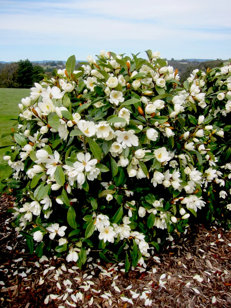 Michelia "fairy magnolia cream" (Magnolie) (S)