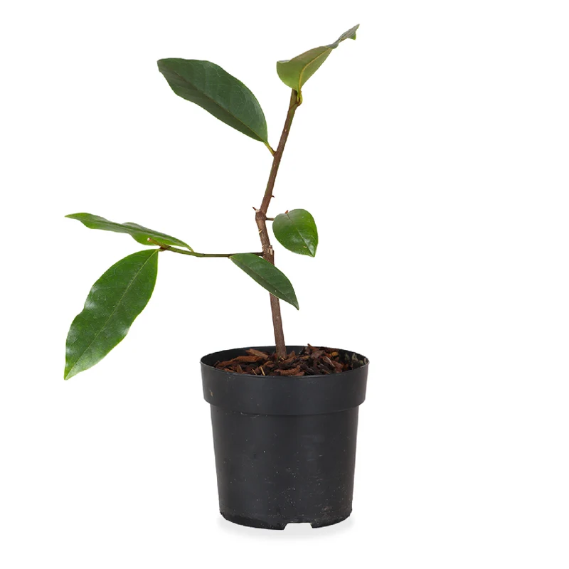 Michelia "fairy magnolia cream" (Magnolie) (S)