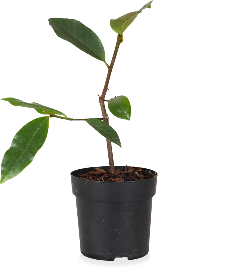 Michelia "fairy magnolia cream" (Magnolie) (S)