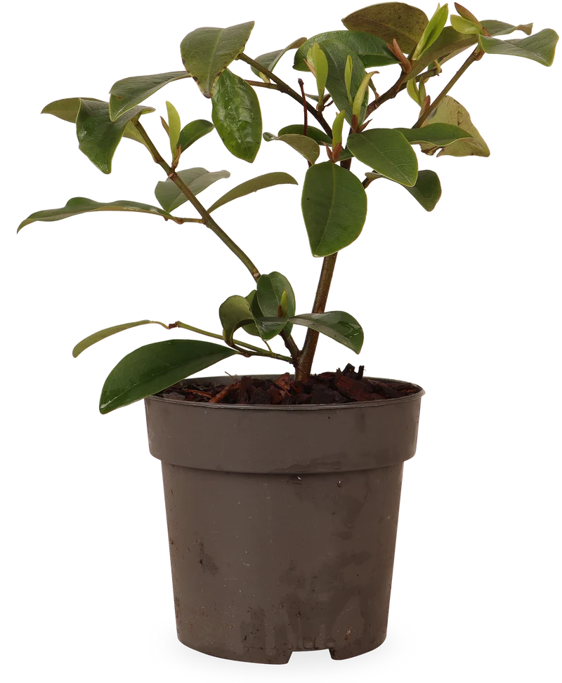 Michelia "fairy magnolia cream" (Magnolie) (S)