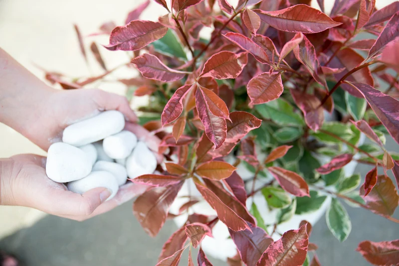 Photinia fraseri "pink marble" (Glanzmispel) (M)