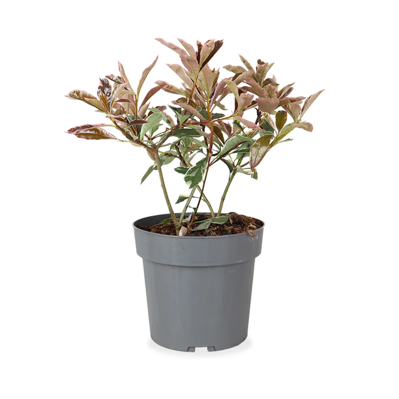 Photinia fraseri "pink marble" (Glanzmispel) (M)