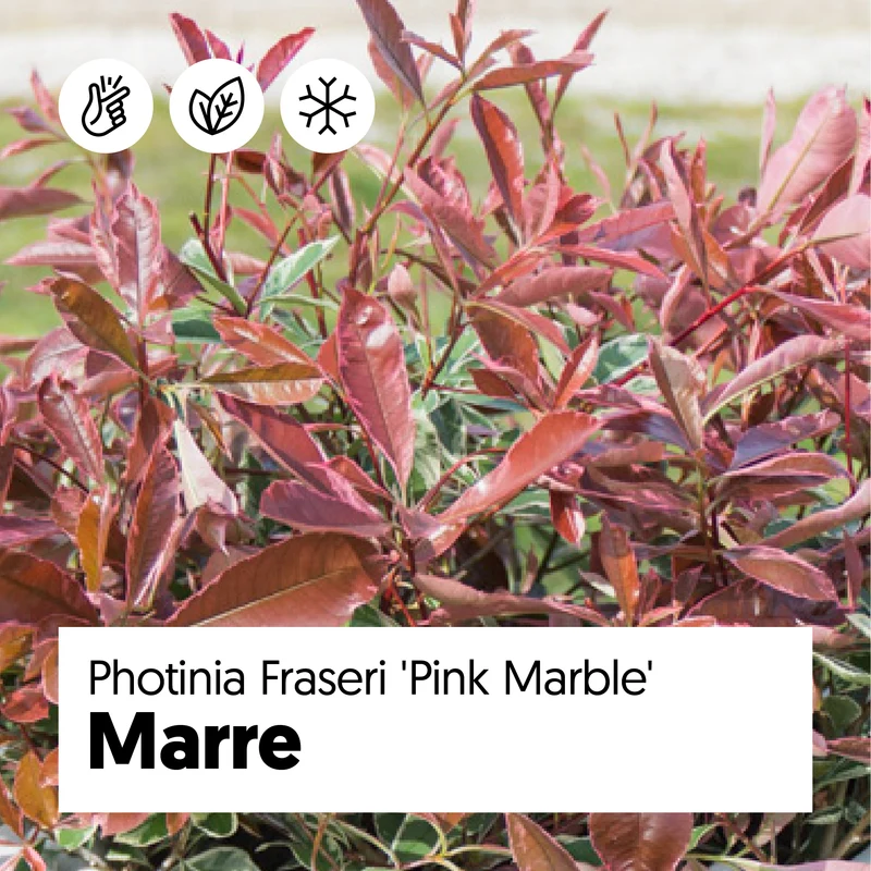 Photinia fraseri "pink marble" (Glanzmispel) (M)