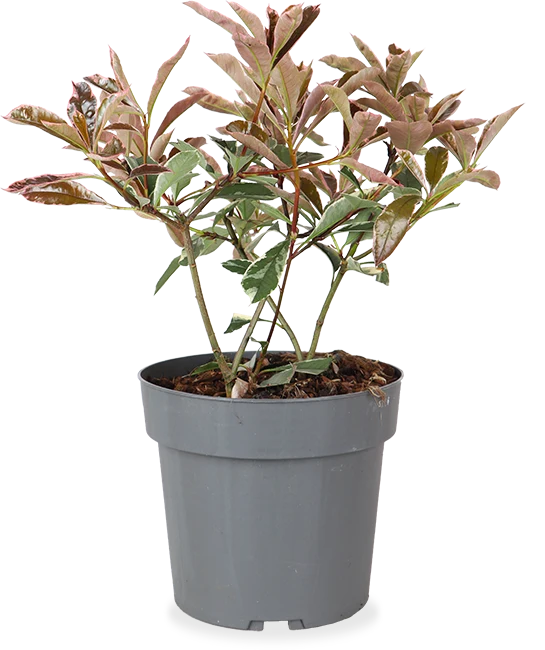 Photinia fraseri "pink marble" (Glanzmispel) (M)