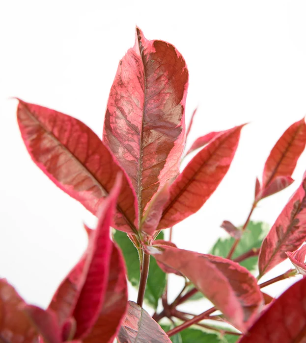 Photinia fraseri "pink marble" (Glanzmispel) (M)