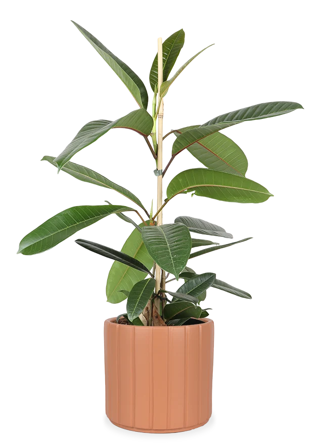 Ficus trésor (Gummibaum) (M)