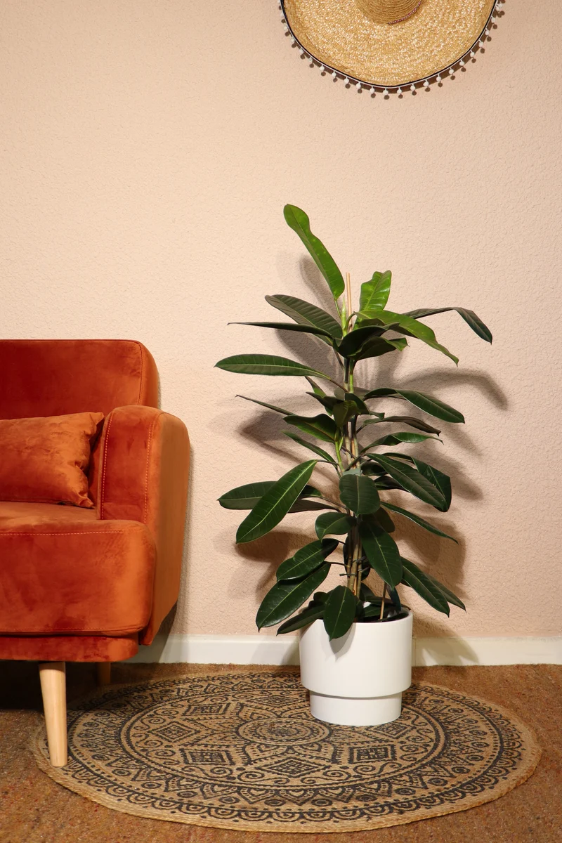 Ficus trésor (Gummibaum) (M)