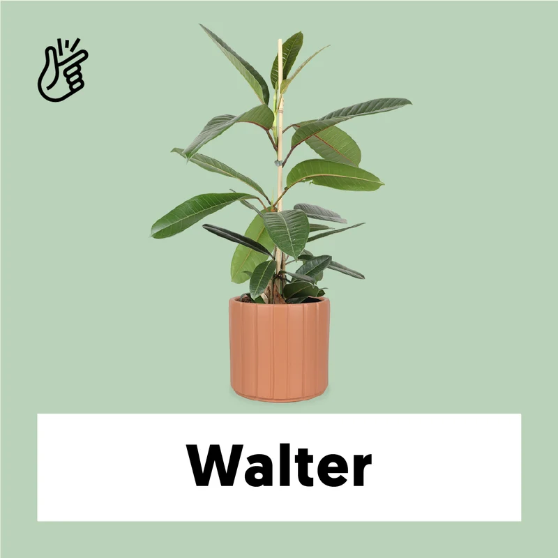 Ficus trésor (Gummibaum) (M)