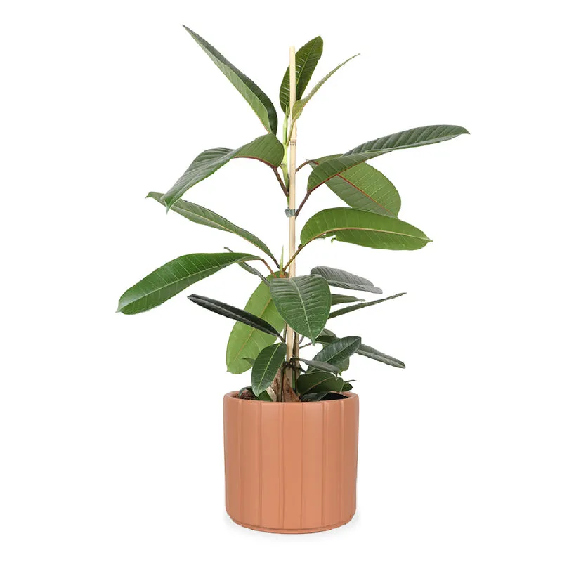 Ficus trésor (Gummibaum) (M)