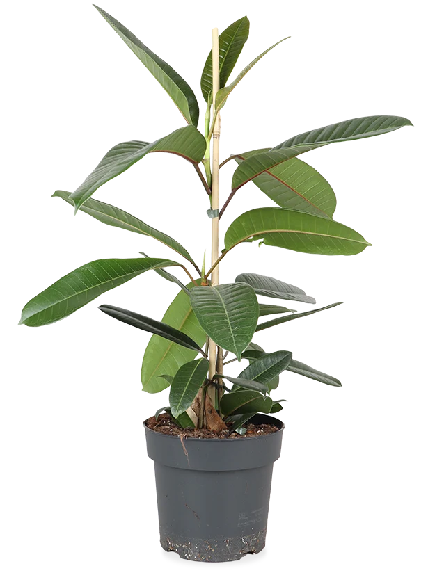 Ficus trésor (Gummibaum) (M)