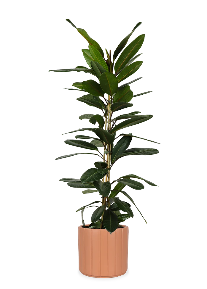 Ficus trésor (Gummibaum) (M)