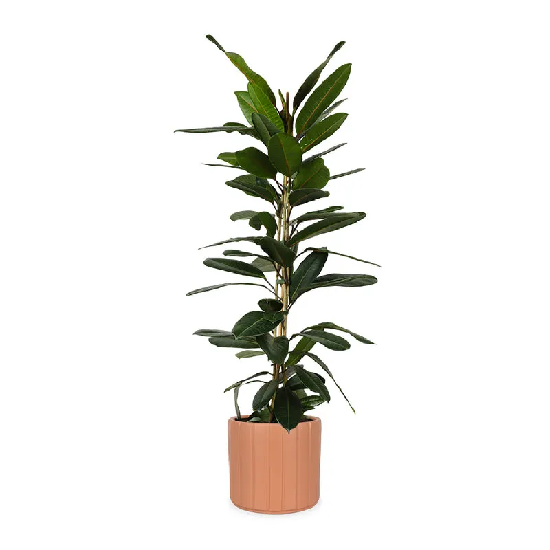 Ficus trésor (Gummibaum) (M)