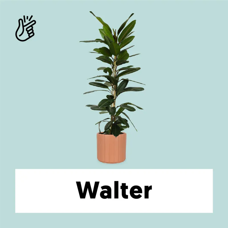 Ficus trésor (Gummibaum) (M)