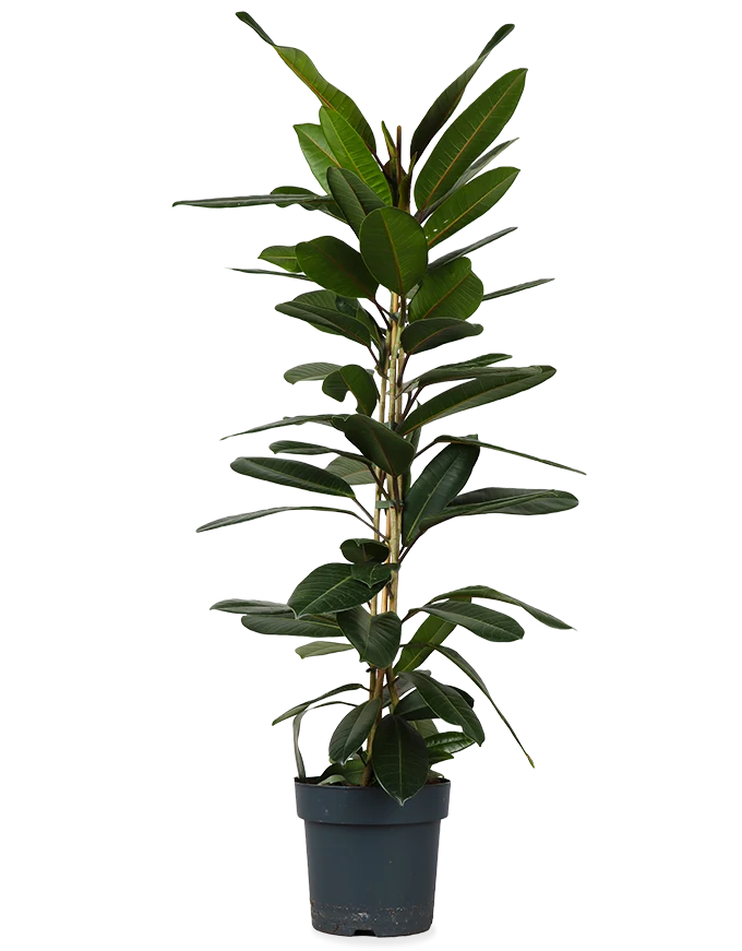 Ficus trésor (Gummibaum) (M)