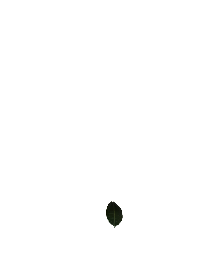Ficus trésor (Gummibaum) (M)